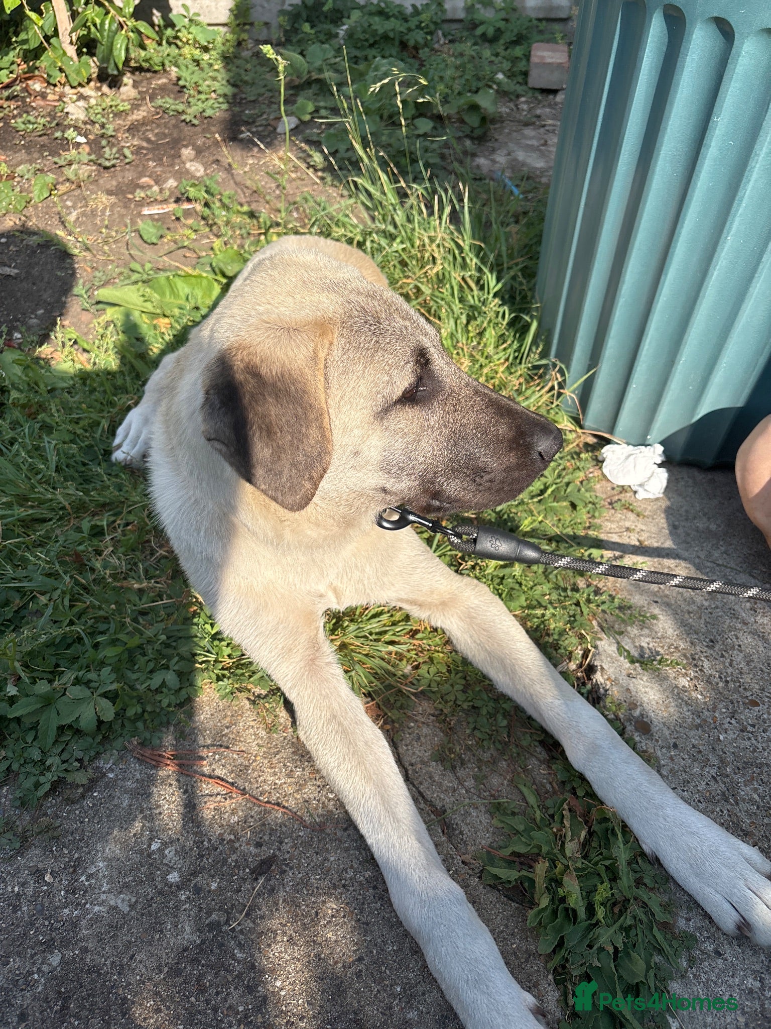 Turkish Kangal dogs 6 Month Old Male Turkish Kangal - Advert 1