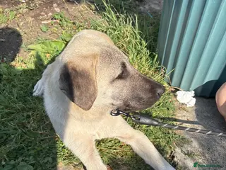 Turkish Kangal dogs 6 Month Old Male Turkish Kangal - Advert 3