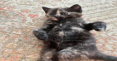 British Shorthair cats - Advert 7