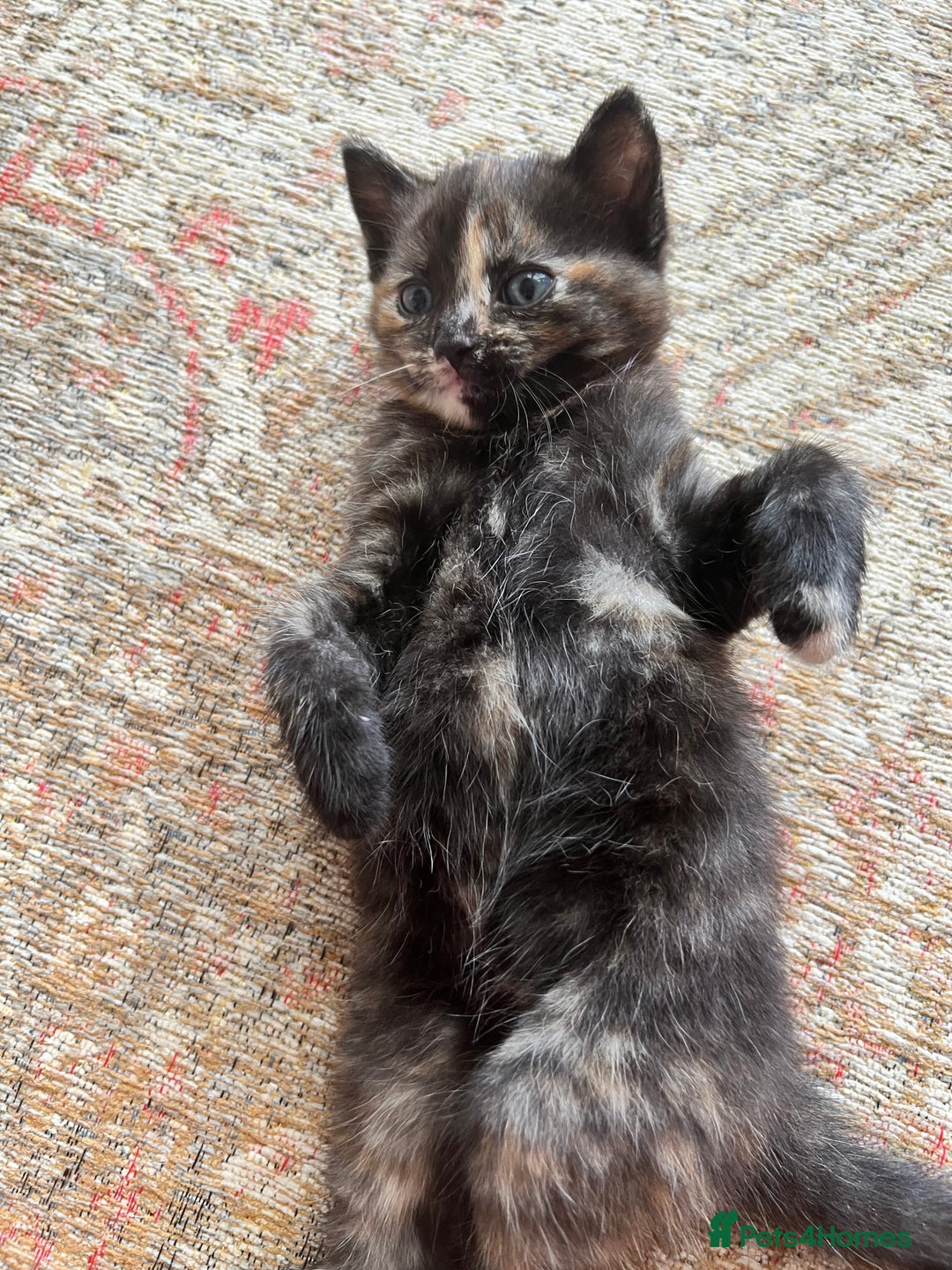 British Shorthair cats for sale: British Short hair kitten  - Image 3
