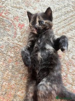 British Shorthair cats - Advert 14