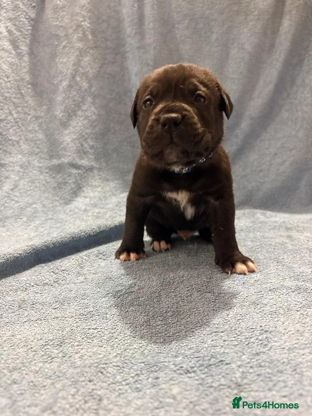 Cane Corso dogs for sale: 🏆 CHAMPION CANE CORSO PUPS 🏆/KC REGISTERED MERLE - Advert 32