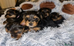 Yorkshire Terrier dogs for sale: 💕🐾Adorable PEDIGREE YORKSHIRE TERRIER Pups🐾💕  - Image 4
