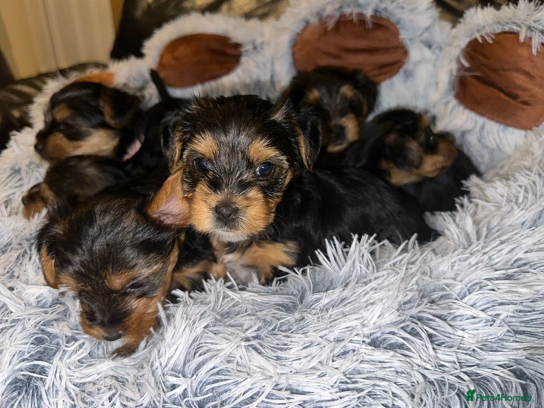Yorkshire Terrier dogs for sale: 💕🐾Adorable PEDIGREE YORKSHIRE TERRIER Pups🐾💕  - Image 4