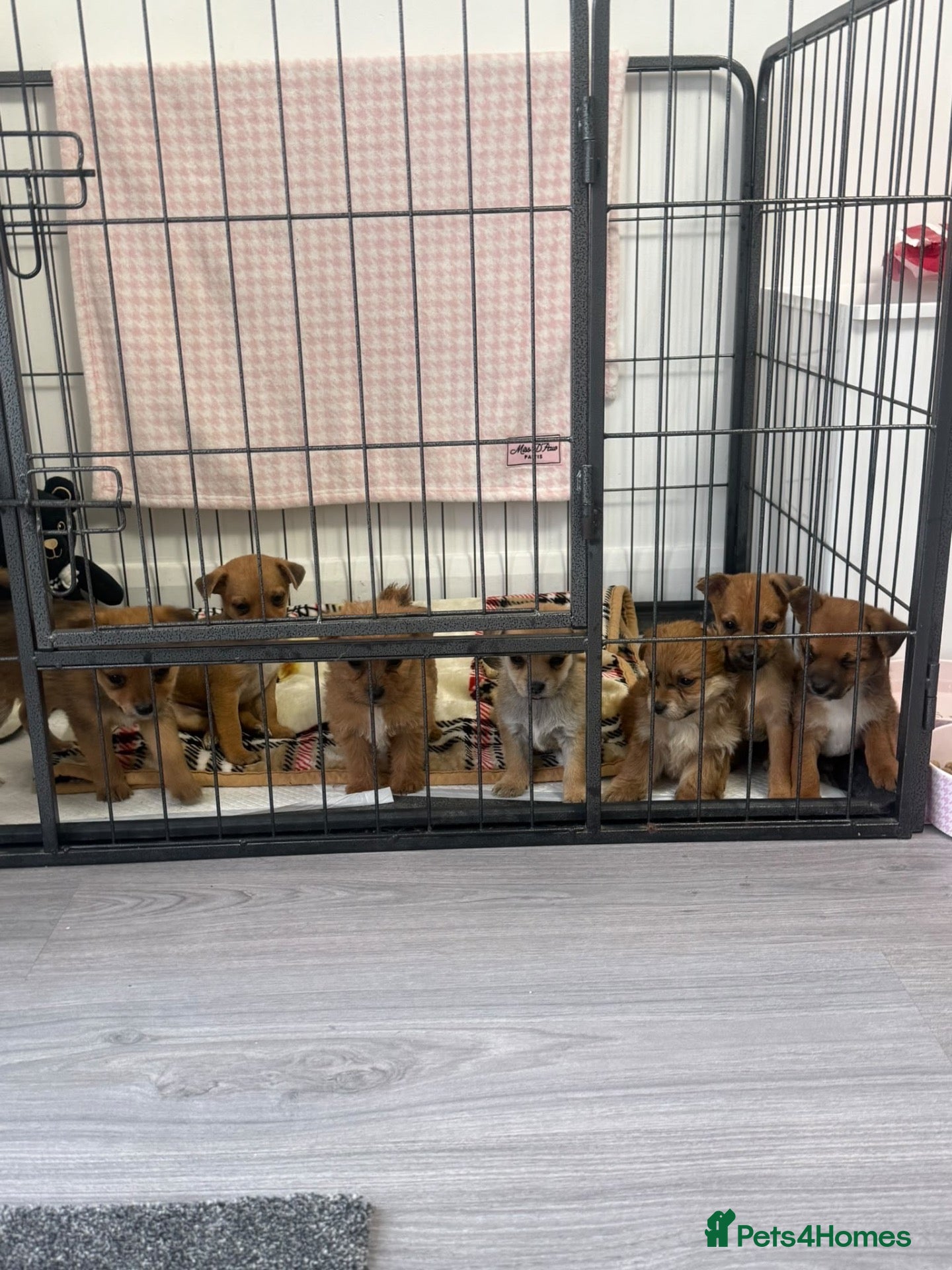 Mixed Breed dogs Norfolk terrier x Pomeranians READY NOW  - Advert 1