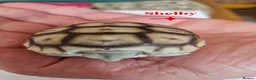 Tortoise reptiles for sale: Hatchlings: African spur thighed/Sulcata tortoises - Advert 4