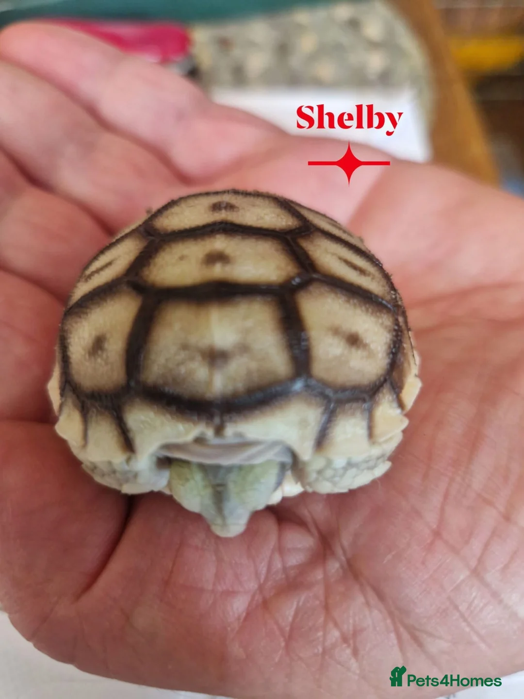 Tortoise reptiles for sale: Hatchlings: African spur thighed/Sulcata tortoises - Advert 4