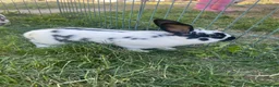 Rex rabbits for sale: Red mixed bunnies  - Advert 1
