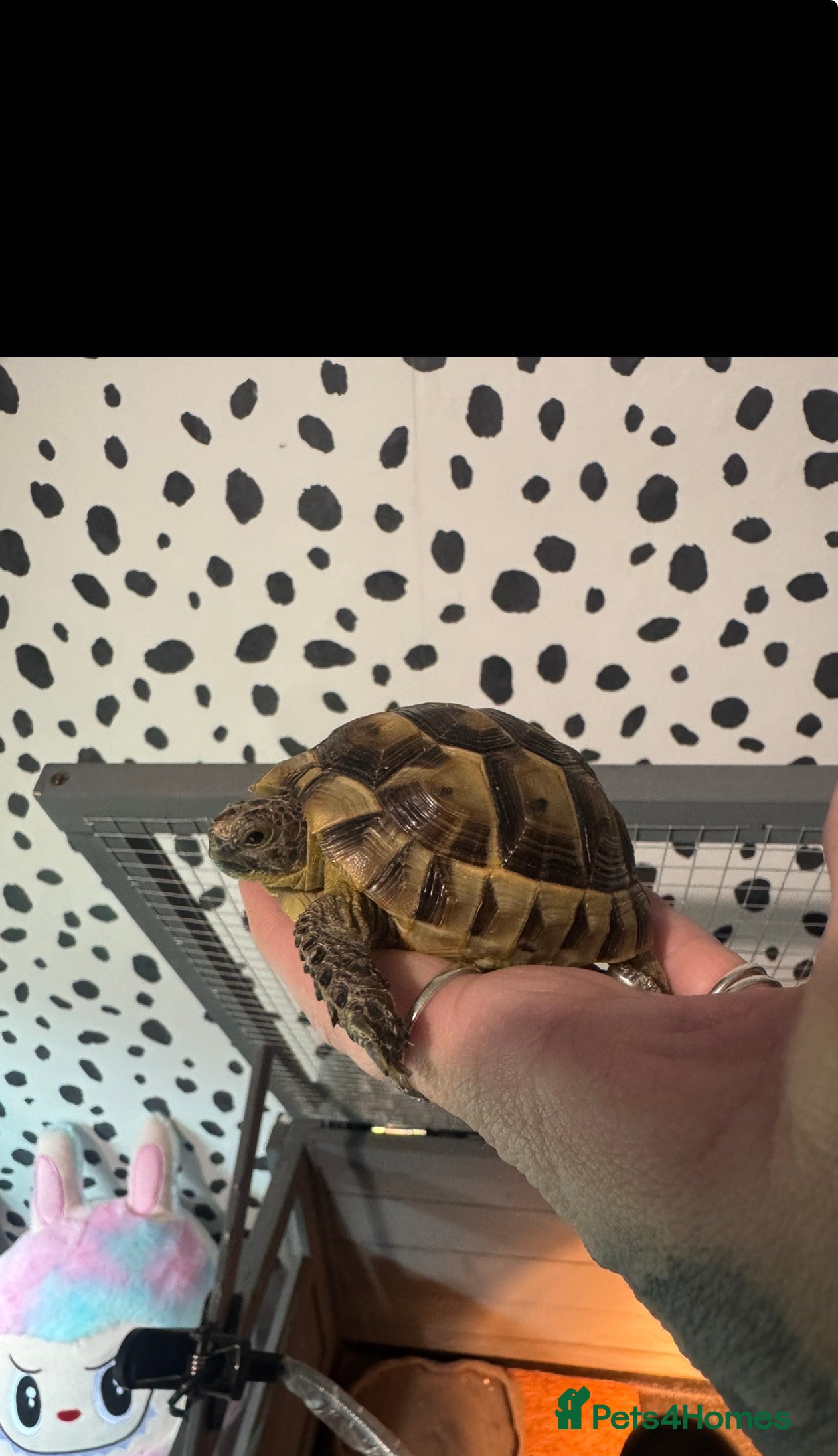 Tortoise reptiles Spur thighed tortoise - Advert 3