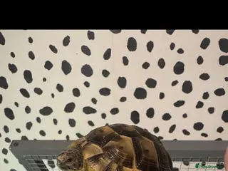 Tortoise reptiles Spur thighed tortoise - Advert 3