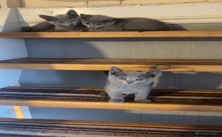 Russian Blue cats - Advert 1