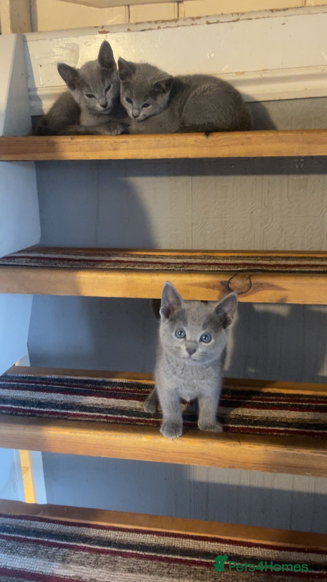 Russian Blue cats for sale: Pure Russian Blue Kittens  - Image 1