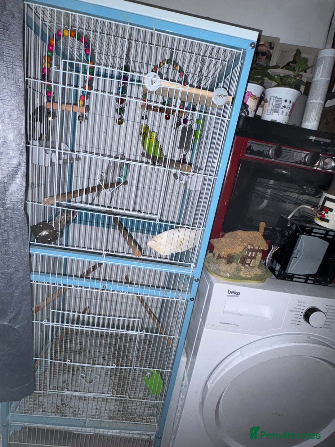 Budgerigars birds for sale: 4 x budgies for sale - Image 8