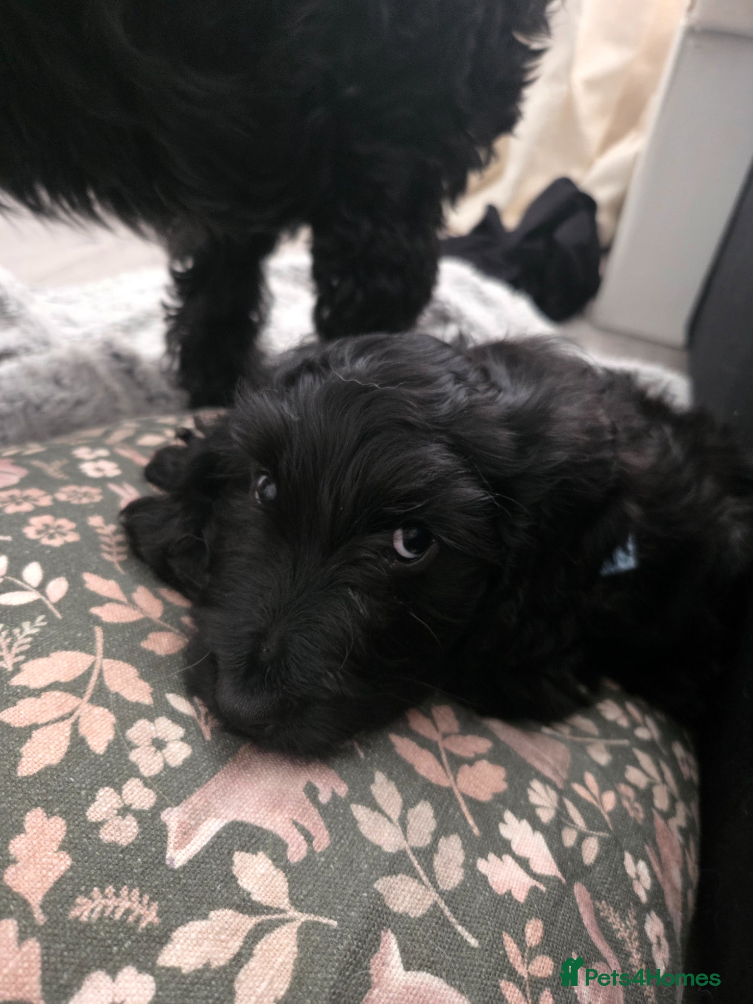 Mixed Breed dogs Golden Retriever x Cockapoo puppy - Advert 11