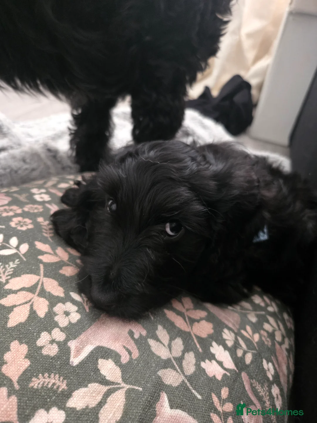 Mixed Breed dogs for sale: Golden Retriever x Cockapoo puppy - Advert 2