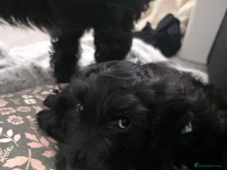 Mixed Breed dogs Golden Retriever x Cockapoo puppy - Advert 11