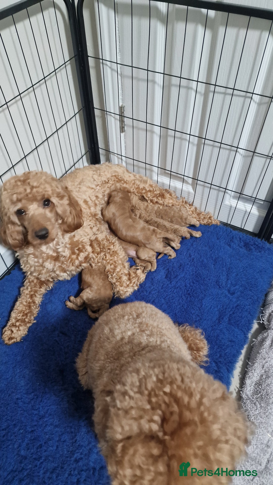 Maltipoo dogs for sale: F1B MALTIPOO PUPPIES  - Advert 1