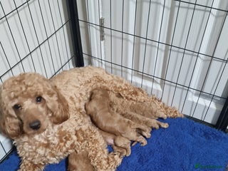 Maltipoo dogs F1B MALTIPOO PUPPIES - Advert 1