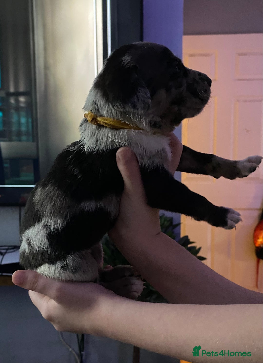 Mixed Breed dogs for sale: Cane corso x  - Image 12