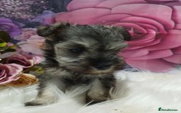 Miniature Schnauzer dogs for sale: Kc true miniature schnauzers  - Image 8