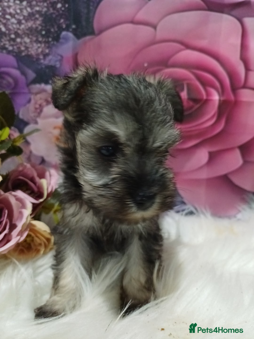 Miniature Schnauzer dogs for sale: Kc true miniature schnauzers  - Image 8