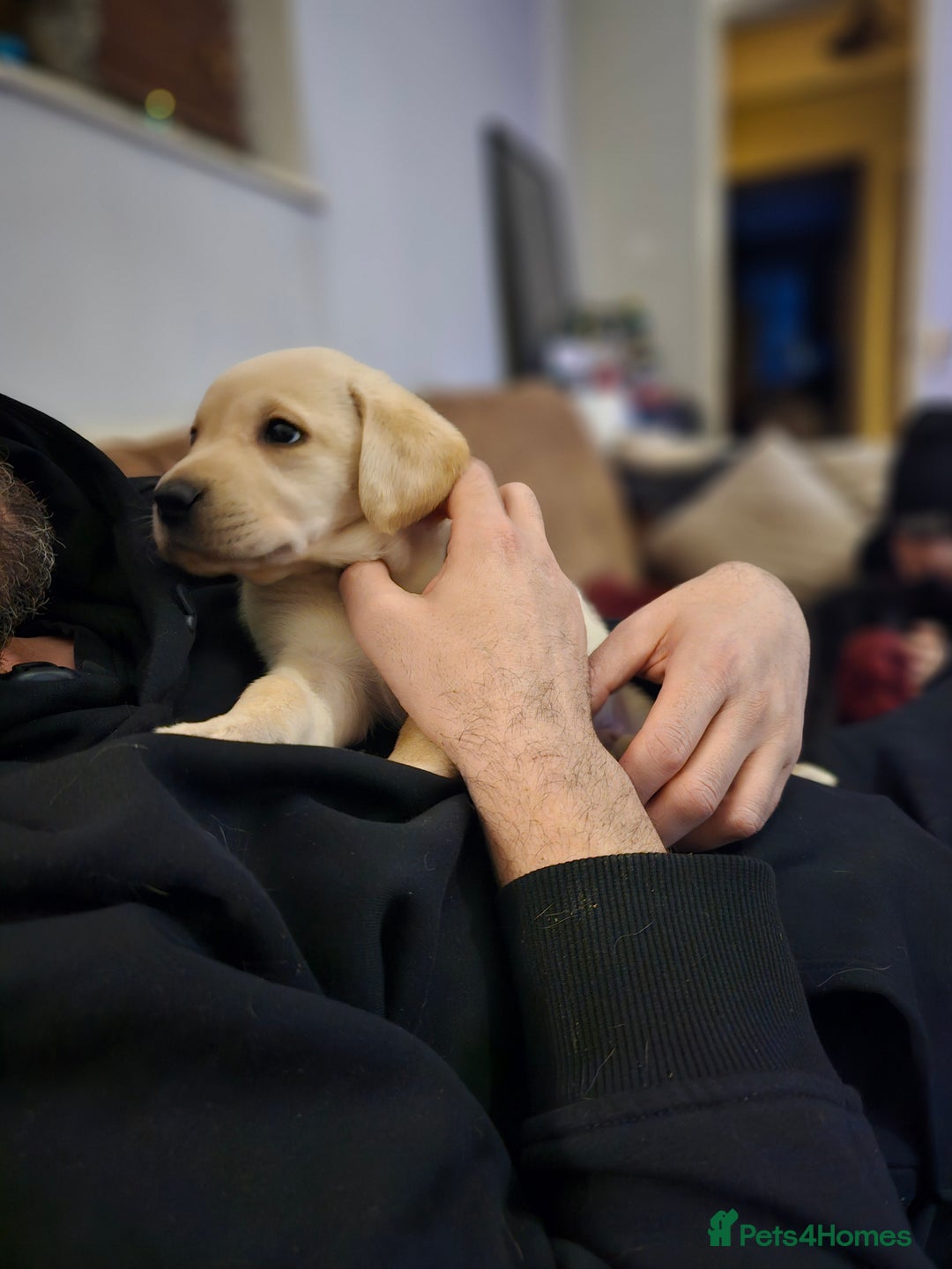 Labrador Retriever dogs for sale: 🐾 Labrador Puppies – Ready Early January 🐾 - Advert 19