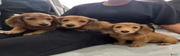 Miniature Dachshund dogs for sale: Miniature Dachshund - Advert 9