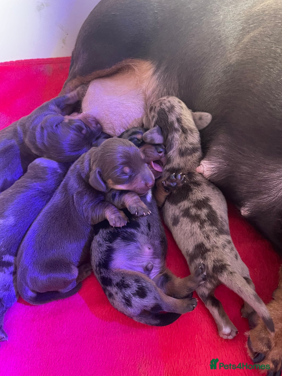 Miniature Dachshund dogs for sale: 4 Mini smooth kc reg dachshund puppies  - Advert 4