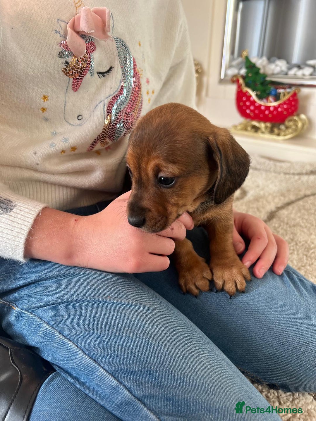 Mixed Breed dogs for sale: Jackshund puppies for sale !  - Advert 4