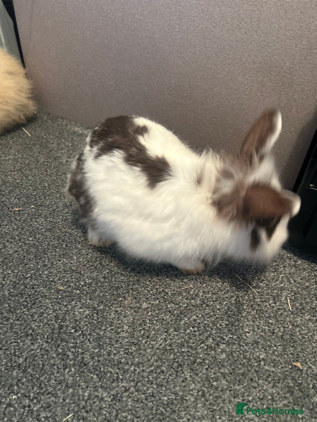 Lionhead rabbits for sale: Bonded bunnies - Advert 3