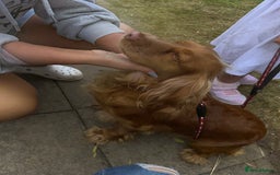 Mixed Breed dogs for sale: Golden Cocker Spaniel Female - Image 5