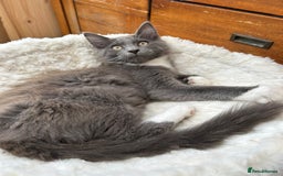 Maine Coon cats for sale: X Maine coon kits - Image 9