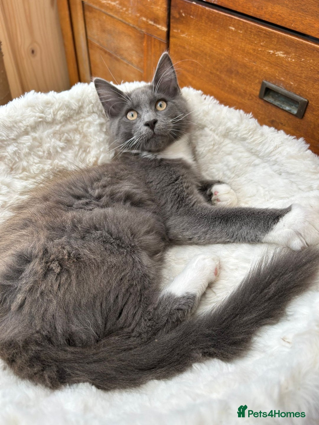Maine Coon cats for sale: X Maine coon kits - Image 9