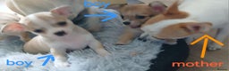 Chihuahua dogs for sale: I am looking for a loving home for my puppies  - Advert 11