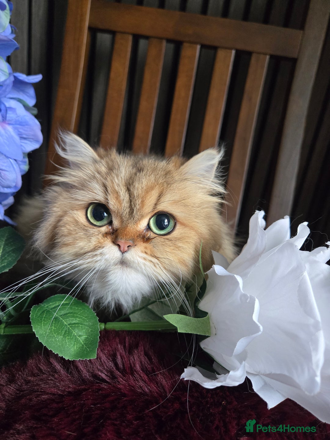 Persian cats for sale: 🪙 😺Golden Persian Chinichila Girl Left  - Image 7