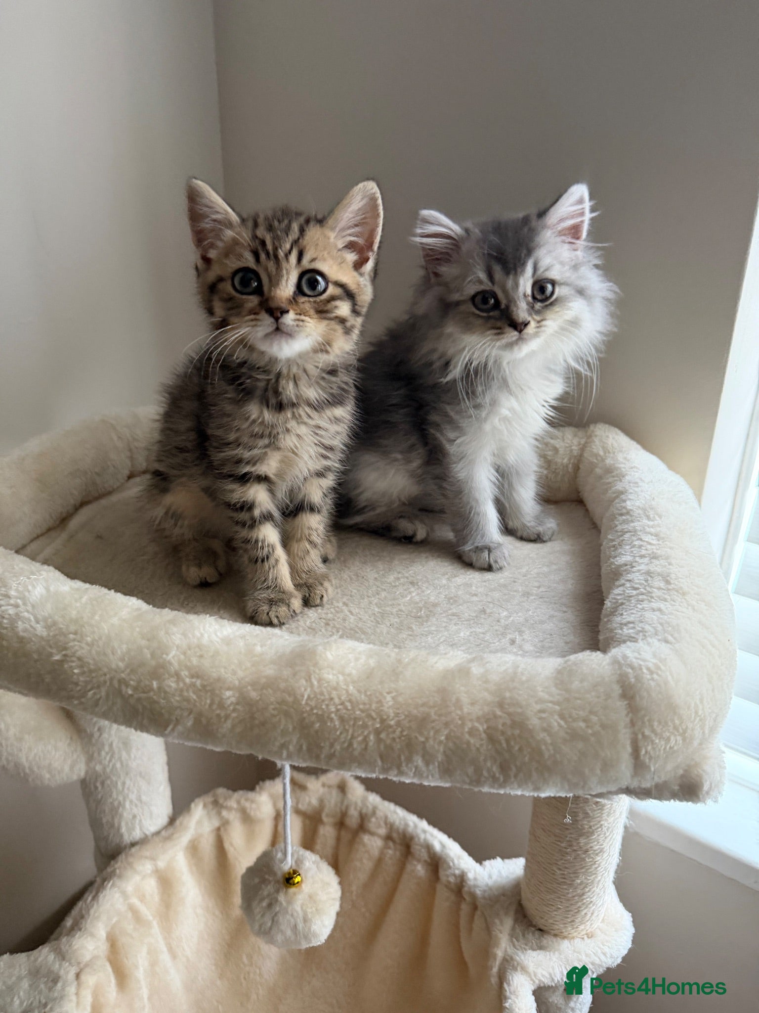 Scottish Fold cats Scottish longhair & Beautiful Tabby kitten  - Advert 4