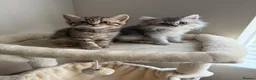 Scottish Fold cats for sale: Scottish longhair & Beautiful Tabby kitten  - Advert 2