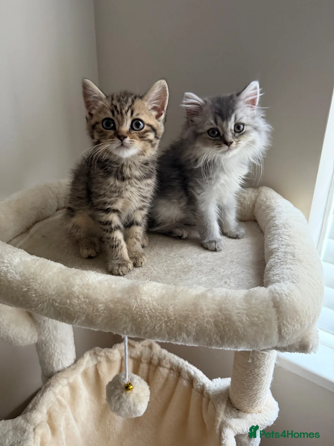 Scottish Fold cats for sale: Scottish longhair & Beautiful Tabby kitten  - Advert 2