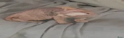 Sphynx cats for sale: Beautiful sphynx fur baby - Advert 1