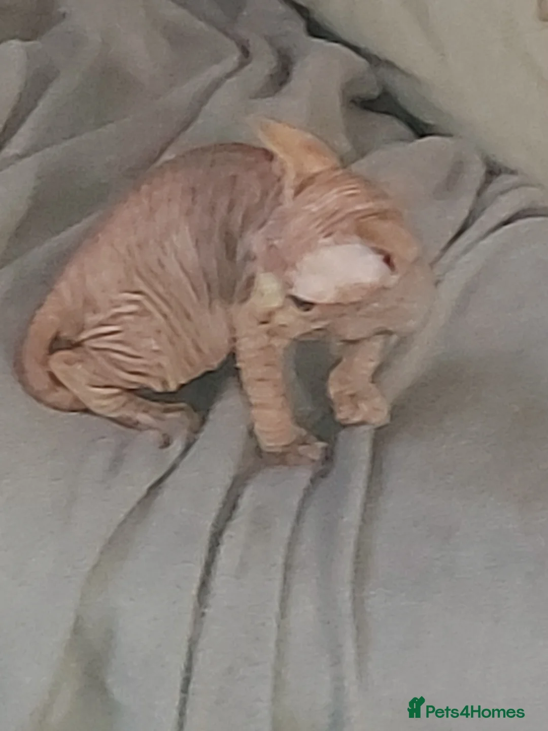 Sphynx cats for sale: Beautiful sphynx fur baby - Advert 1