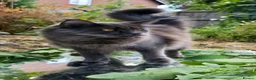 Maine Coon cats for sale: Active females some Champions - Advert 3