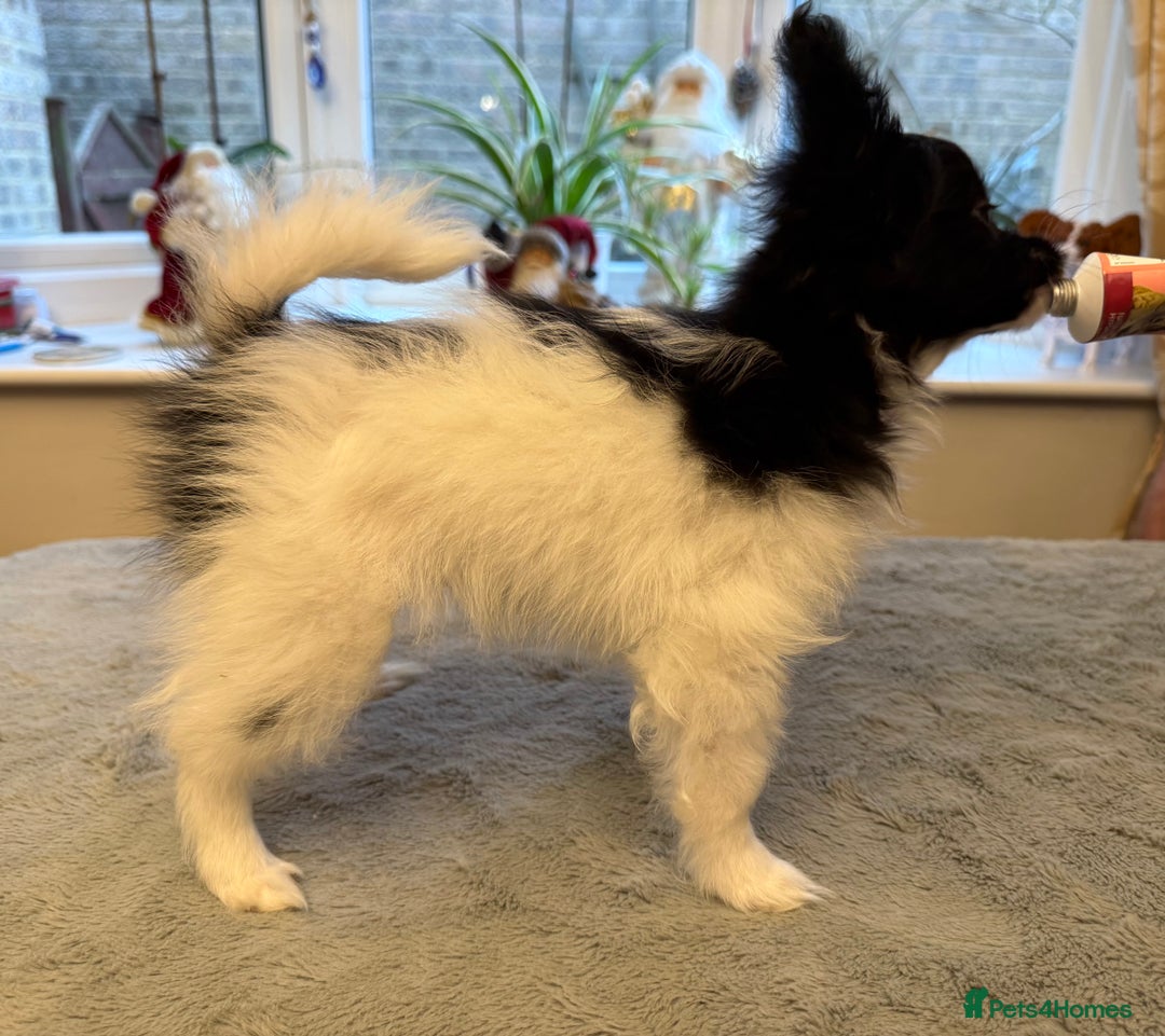 Papillon dogs for sale: Male puppy for sale  - Advert 3