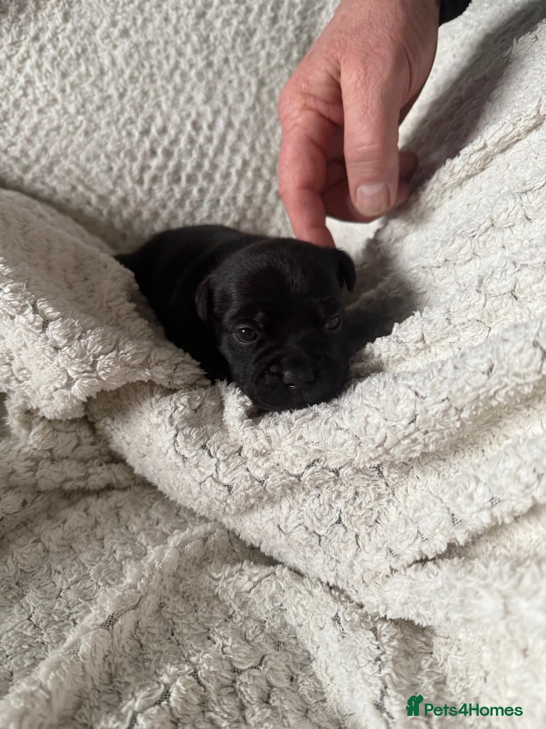 Staffordshire Bull Terrier dogs for sale: Six blue and black Staffordshire bull terriers  - Advert 6