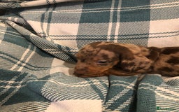 Dachshund dogs for sale: Miniature smooth haired Daschunds  - Advert 1