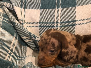 Dachshund dogs Miniature smooth haired Daschunds - Advert 7