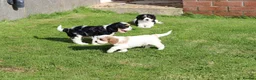 Cavachon dogs for sale: Beautiful Cavachon puppies for sale - Advert 29