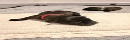 Glen of Imaal Terrier dogs for sale: Glen of Imaal Terrier Puppies  - Advert 24