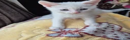Mixed Breed cats for sale: White Kittens Ready to leave - Advert 8