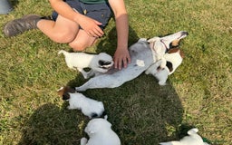 Jack Russell dogs for sale: Pedigree Jack Russell Puppies  - Image 16