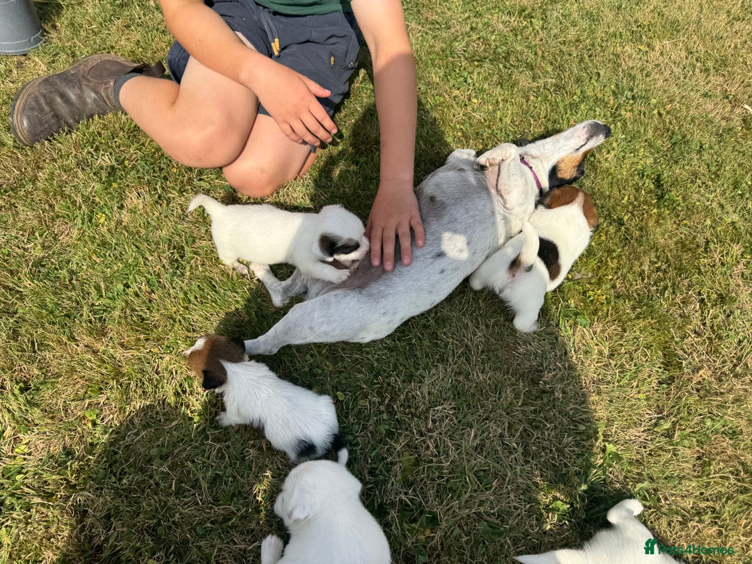 Jack Russell dogs for sale: Pedigree Jack Russell Puppies  - Image 16